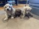 Maltipoo Puppies for sale in Pascagoula, MS, USA. price: $1,200