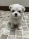 Maltipoo Puppies for sale in Quitman, AR 72131, USA. price: $1,000