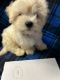 Maltipoo Puppies for sale in Ocala, FL, USA. price: $850