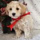 Maltipoo Puppies for sale in Beaufort, South Carolina. price: $550