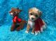Maltipoo Puppies for sale in Taft, Tennessee. price: $1,600
