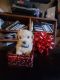 Maltipoo Puppies for sale in Inchelium, Washington. price: $850