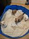 Maltipoo Puppies for sale in Lauderhill, Florida. price: $1,100