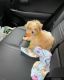 Maltipoo Puppies for sale in San Diego, California. price: $950