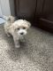 Maltipoo Puppies for sale in Los Angeles, California. price: $3,500