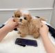 Maltipoo Puppies for sale in Chicago, Illinois. price: NA