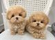 Maltipoo Puppies for sale in Columbus, Ohio. price: $500