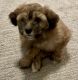 Maltipoo Puppies for sale in Tustin, California. price: $750