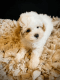 Maltipoo Puppies for sale in Branford, Florida. price: $500