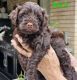 Maltipoo Puppies for sale in Singleton, New South Wales. price: $1,200