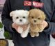 Maltipoo Puppies for sale in Dallas, Texas. price: $400