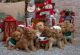 Maltipoo Puppies for sale in Paterson, New Jersey. price: $500
