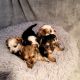 Maltipoo Puppies for sale in Lebanon, Tennessee. price: $1,200