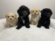Maltipoo Puppies for sale in Valdosta, GA, USA. price: $1,600