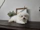 Maltipoo Puppies for sale in Greenwood, IN, USA. price: $2,000
