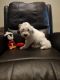 Maltipoo Puppies for sale in Texas City, Texas. price: $500