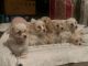 Maltipoo Puppies for sale in Buford, Georgia. price: NA