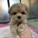 Maltipoo Puppies for sale in Sioux Falls, SD, USA. price: $400