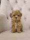 Maltipoo Puppies for sale in Tuscaloosa, Alabama. price: $400