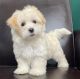 Maltipoo Puppies for sale in New York City, New York. price: $450