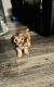 Maltipoo Puppies for sale in Downey, California. price: $1,800
