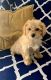 Maltipoo Puppies for sale in Arcadia, California. price: $1,450