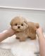 Maltipoo Puppies for sale in Lansing, Michigan. price: $950