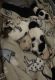 Maltipoo Puppies for sale in Chesterfield, Virginia. price: $1,500