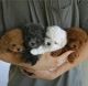 Maltipoo Puppies for sale in Oklahoma City, Oklahoma. price: $490