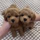 Maltipoo Puppies for sale in Arizona City, Arizona. price: $600