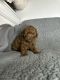 Maltipoo Puppies for sale in Los Angeles, California. price: $1,100