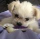 Maltipoo Puppies for sale in San Diego, California. price: $550