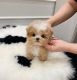 Maltipoo Puppies for sale in Memphis, Tennessee. price: $400