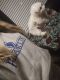 Maltipoo Puppies for sale in Greenwood, IN, USA. price: $1,000