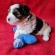 Maltipoo Puppies for sale in Aguila, Arizona. price: $350