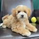 Maltipoo Puppies for sale in New York, New York. price: $600