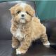 Maltipoo Puppies for sale in Buffalo, New York. price: $650