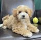 Maltipoo Puppies for sale in Buffalo, New York. price: $600