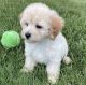 Maltipoo Puppies for sale in Chicago, Illinois. price: $550