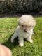 Maltipoo Puppies for sale in San Diego, California. price: $500