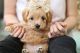 Maltipoo Puppies for sale in Los Angeles, California. price: $550