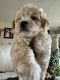Maltipoo Puppies for sale in Seal Beach, California. price: $850