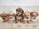 Maltipoo Puppies for sale in Baldwin Park, California. price: NA