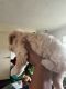 Maltipoo Puppies for sale in Long Beach, California. price: $850