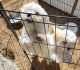 Maltipoo Puppies for sale in Victorville, CA, USA. price: $350