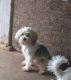 Maltipoo Puppies for sale in Greensboro, North Carolina. price: $1