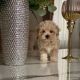Maltipoo Puppies for sale in Chicago, Illinois. price: $400