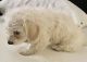 Maltipoo Puppies for sale in Surprise, AZ, USA. price: $350