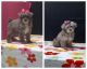 Maltipoo Puppies for sale in Milan, Missouri. price: $550