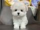 Maltipoo Puppies for sale in Manhattan, New York. price: $700